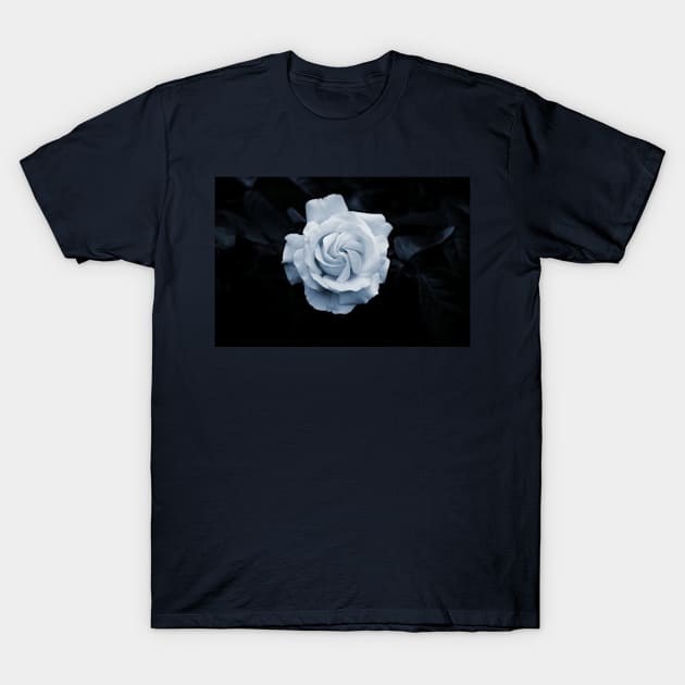 White Rose on Black Velvet T-Shirt by Affordable